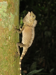 Borneo's angle headed lizard (photo: Lan Qie, Sabah, 2013-14)